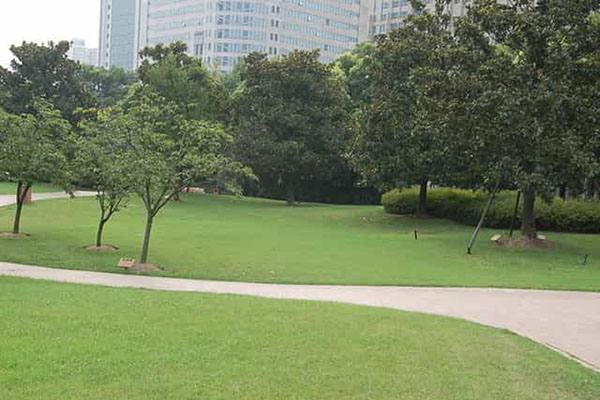 綠化養(yǎng)護(hù)如何成功移植植物？